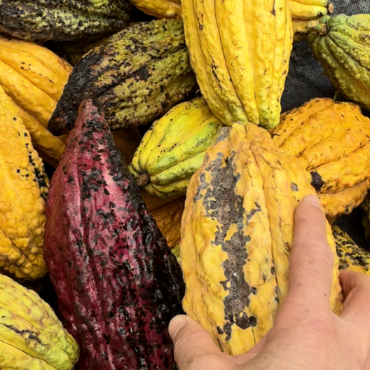 What makes Cacao Ceremonial: Exploring the nuances behind its sacred status.
