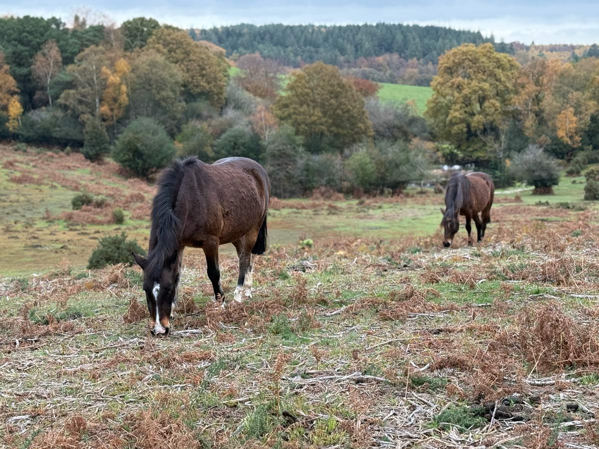 Cacao Winter Wellness Ritual:  A Seasonal Practice to Ground and Support You During the Festive Season